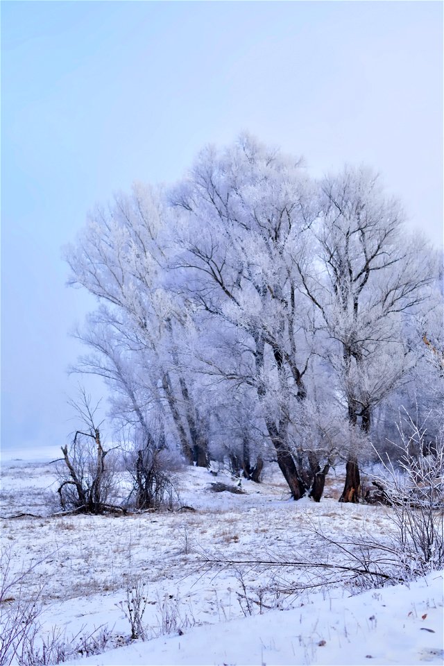 foggy frosty morning on the river bank photo