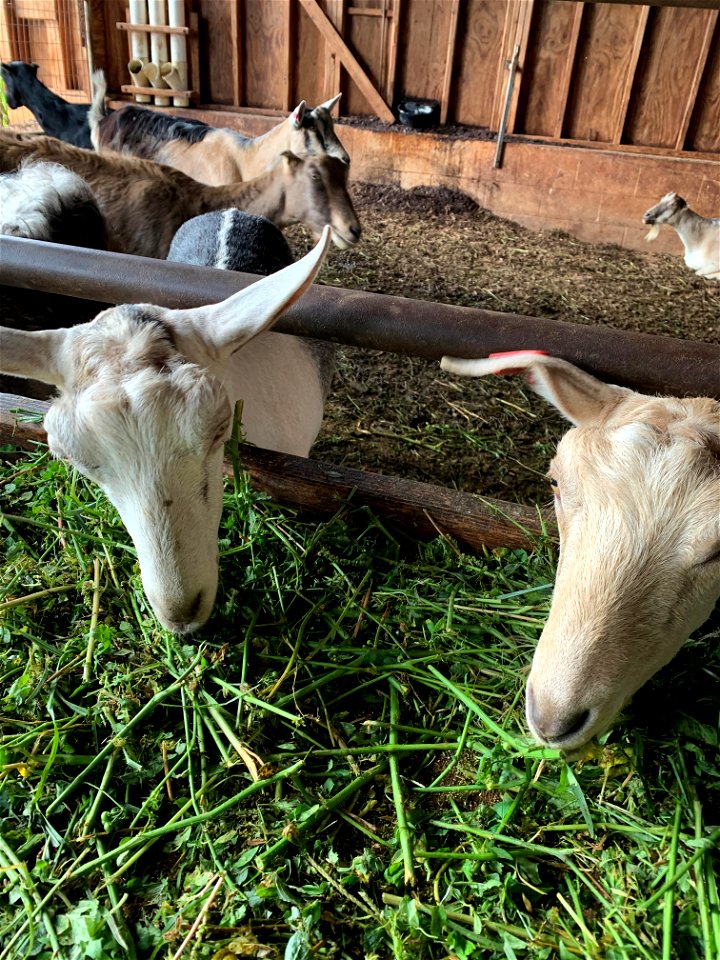 Goats at Pohala Farm photo