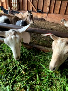 Goats at Pohala Farm
