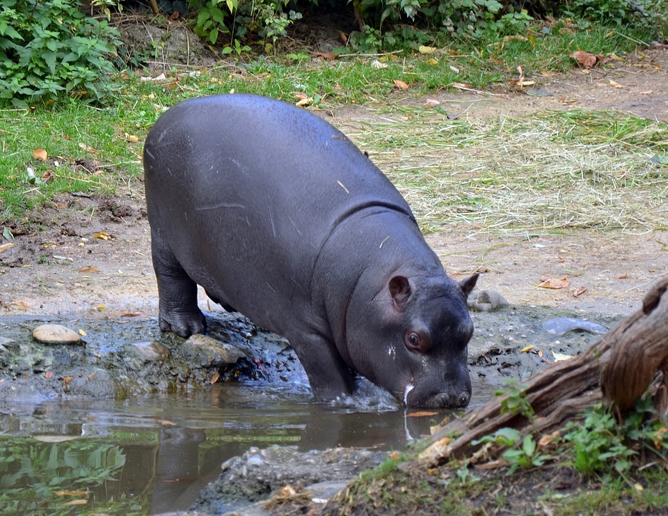 Hippopotamus walking on river bank