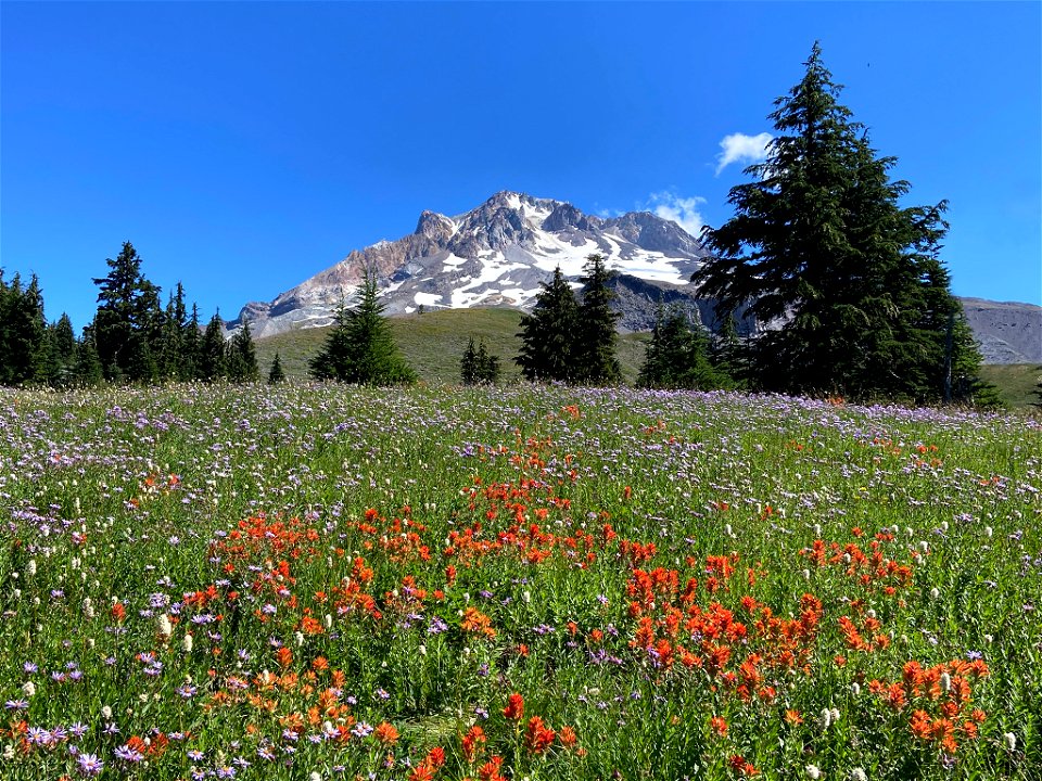 Paradise Park at Mt. Hood in OR