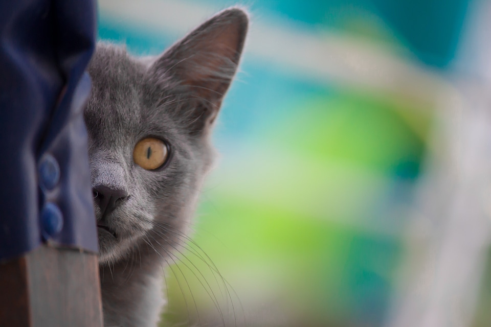 Animals animal feline