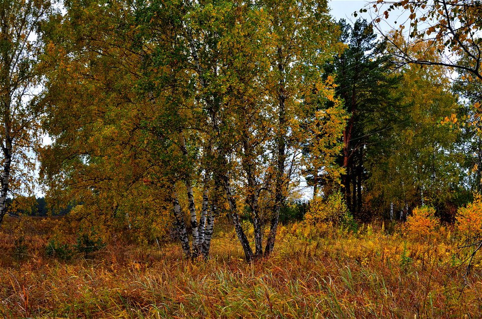 autumn forest after rain
