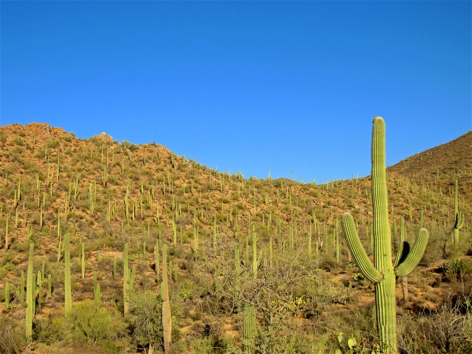 Saguaro NP in AZ photo