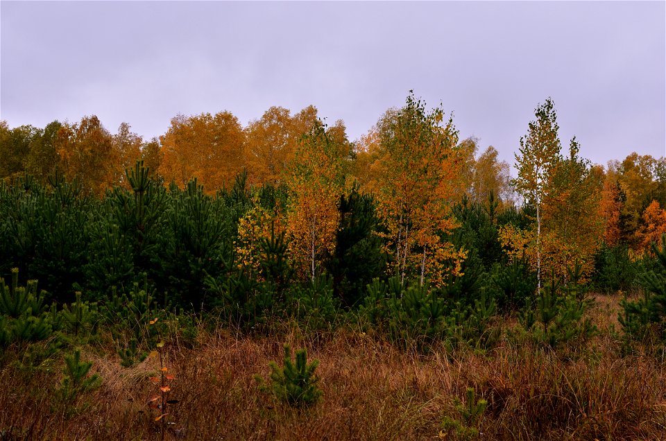 autumn forest after rain photo