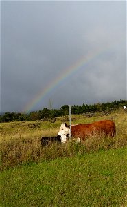 Cow & calf with Rainbow photo