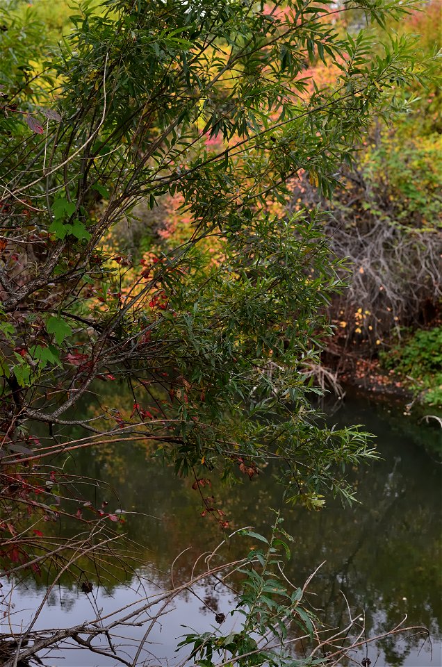 autumn forest by the river photo