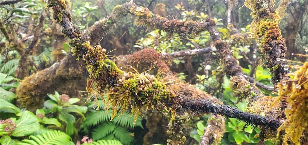 Moss on branch at Mt. Ka'ala