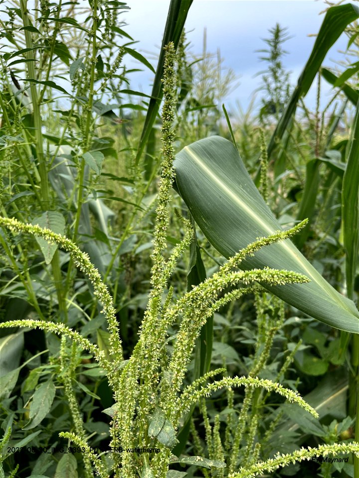 PD1-HERB-waterhemp
