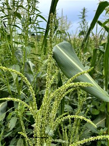 PD1-HERB-waterhemp