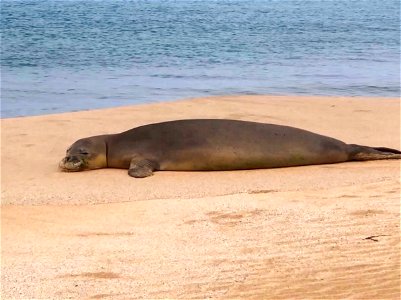 Endangered Hawaiian Monk Seal Sun Bathing photo