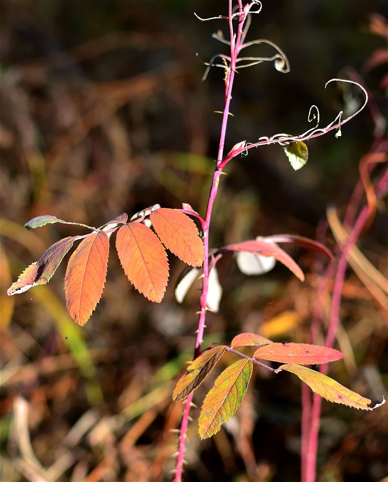 the last autumn leaves photo