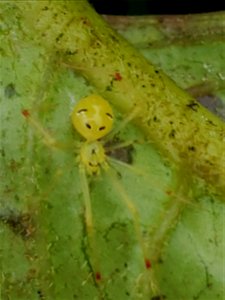 Hawaiian Happy Face Spider at Mt. Ka'ala photo