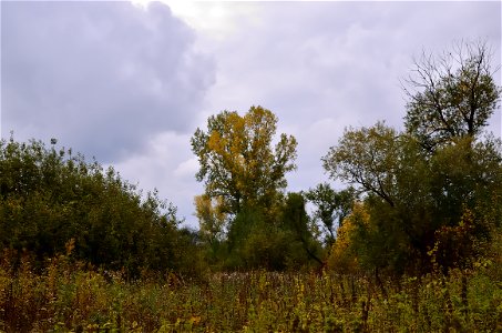 autumn forest by the river photo