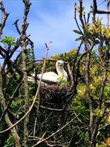 Red-footed Booby Nesting in Tree photo