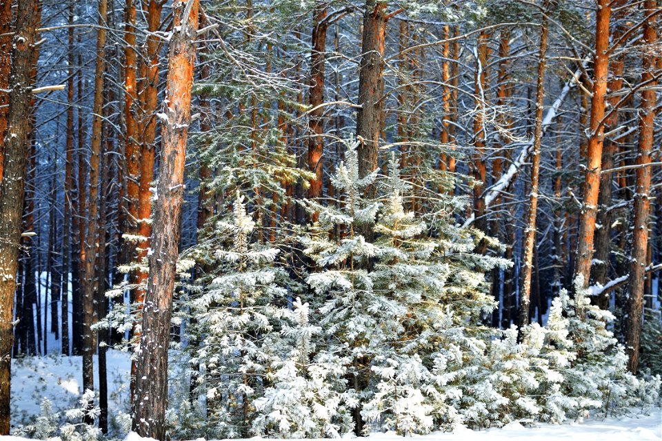 snow-covered pine forest photo