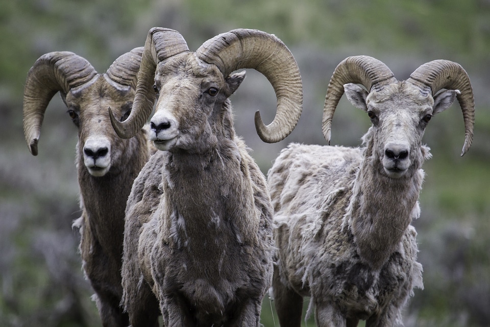 Bighorn Sheep, mother and twin lambs