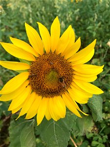 Sunflower_Pollinators photo