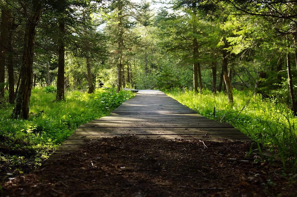 Wooden bridge through the Deer Run Trail Canaan Valley