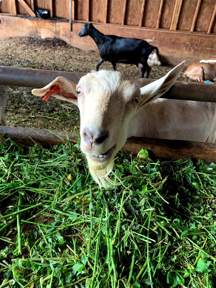 Goats at Pohala Farm photo