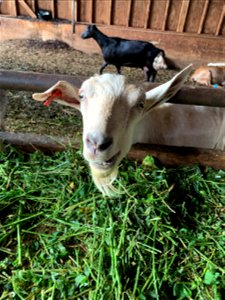 Goats at Pohala Farm