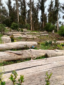 Logs terrance photo