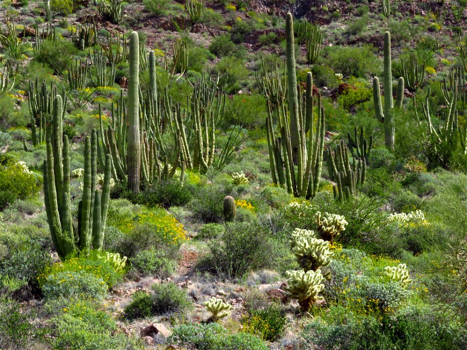 Organ Pipe Cactus NM in AZ