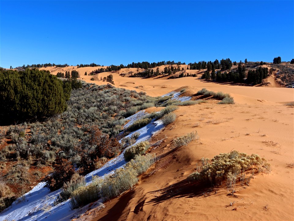 Coral Pink Sand Dunes in UT