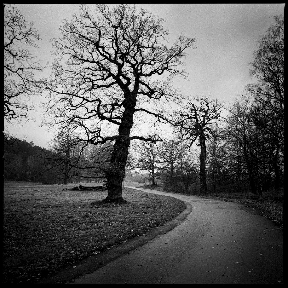 Oaks