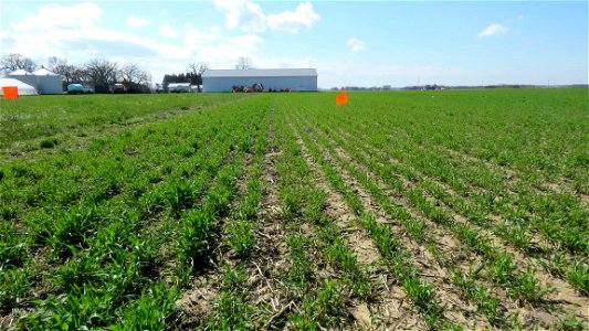 K3 rye uneven growth