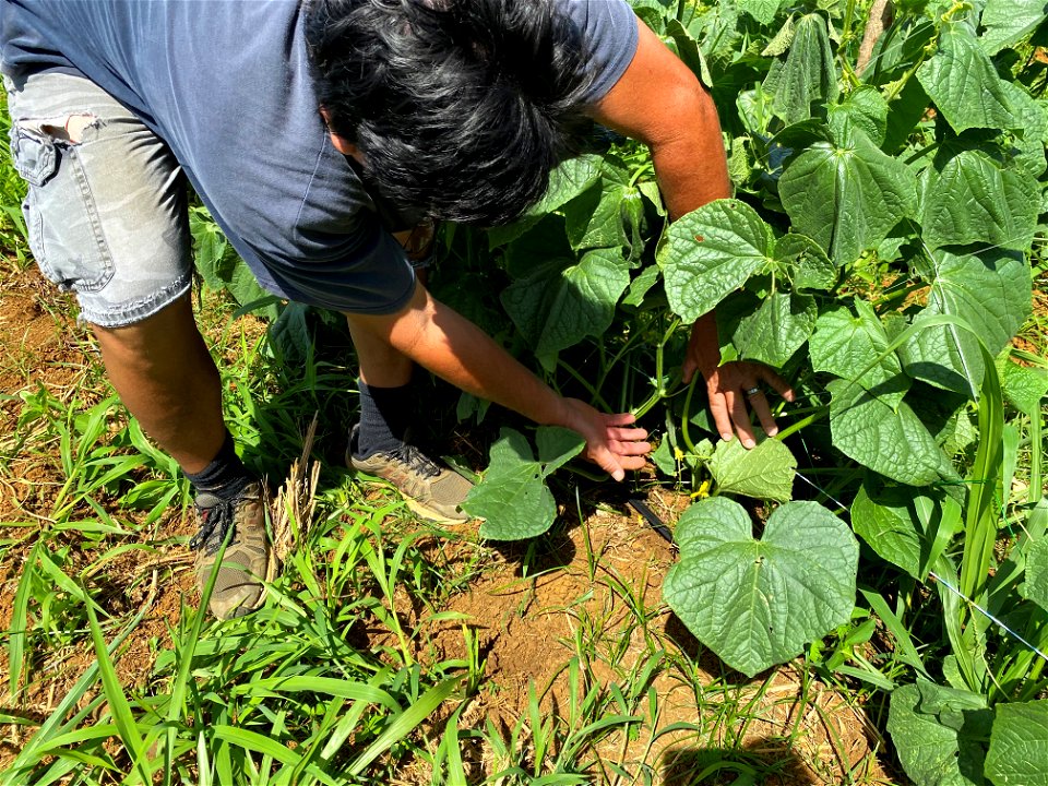 Man and plants photo