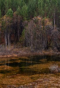 autumn forest photo