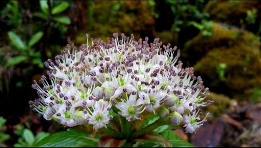White Blooming Flower