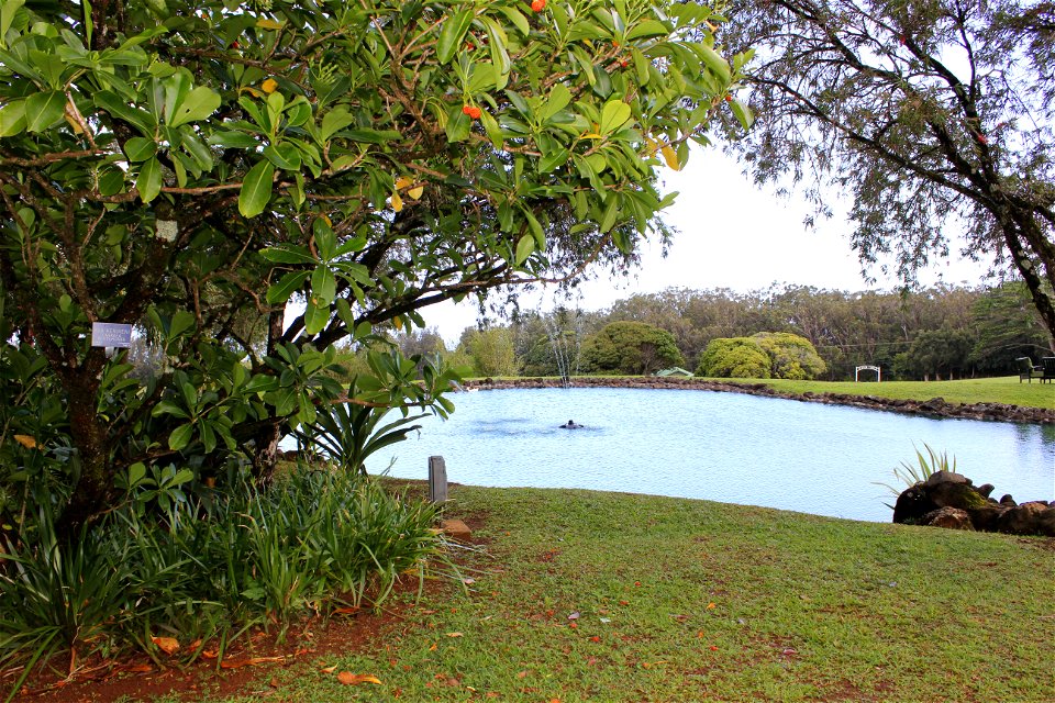 Pond at Sunset Ranch, Haleiwa, HI photo