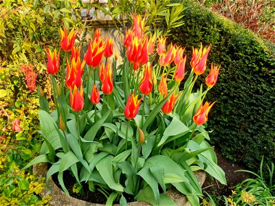Tulips in the garden photo