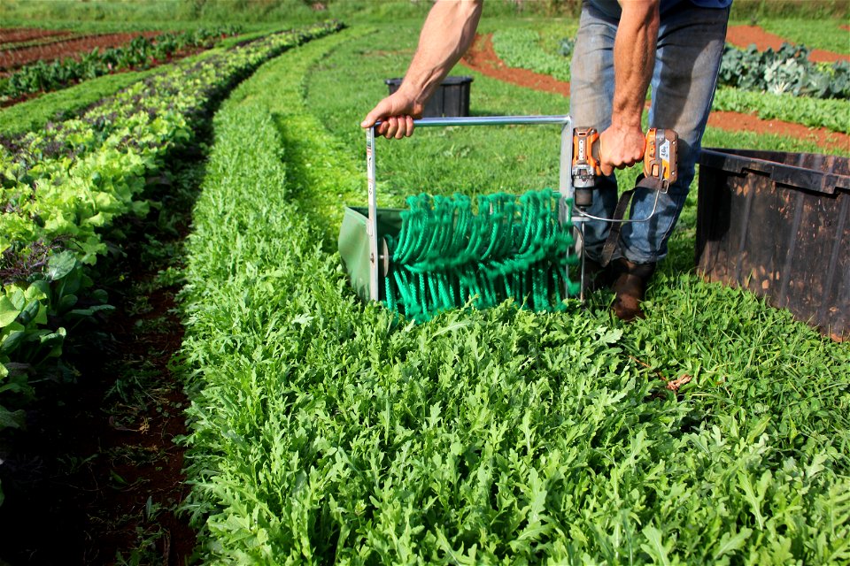 Harvest_Baby_Arugula photo