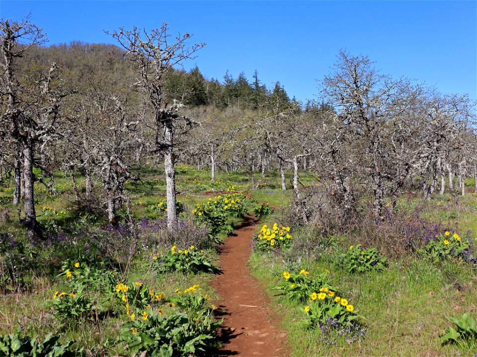 Memaloose Hills in OR