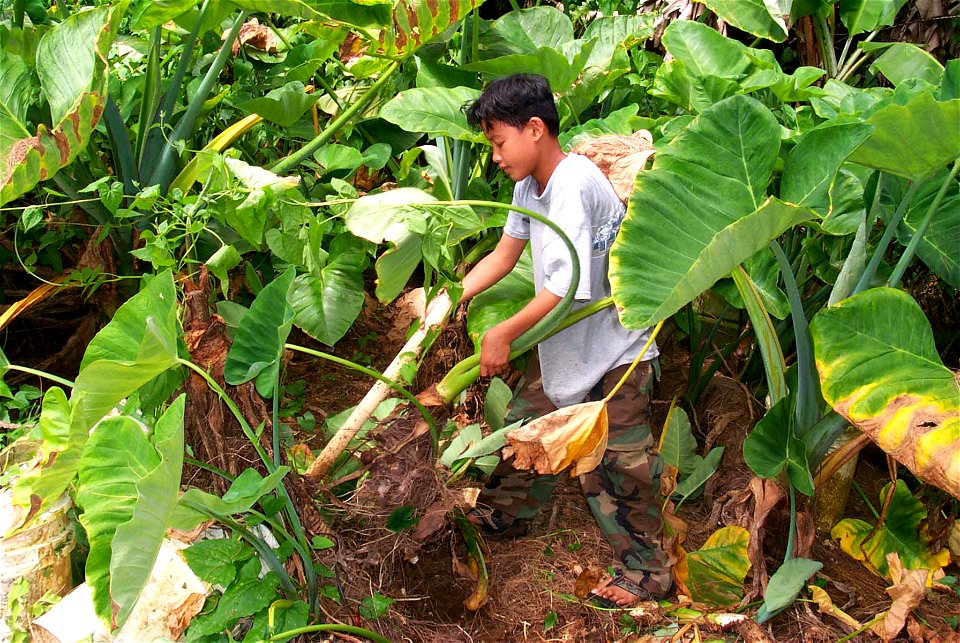 Harvesting taro. Leaving ground cover.