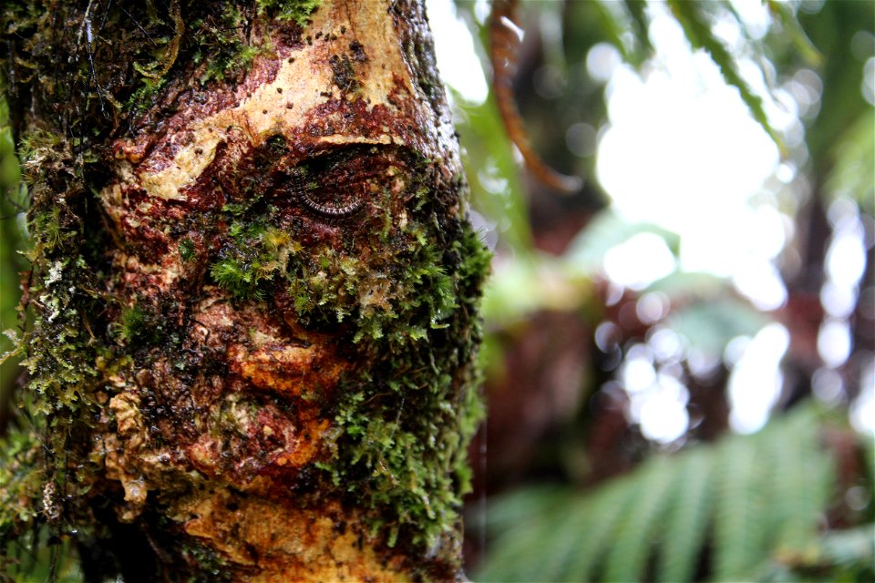 Millipede in nature at Mt. Ka'ala