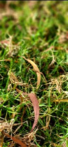 Koa Leaves