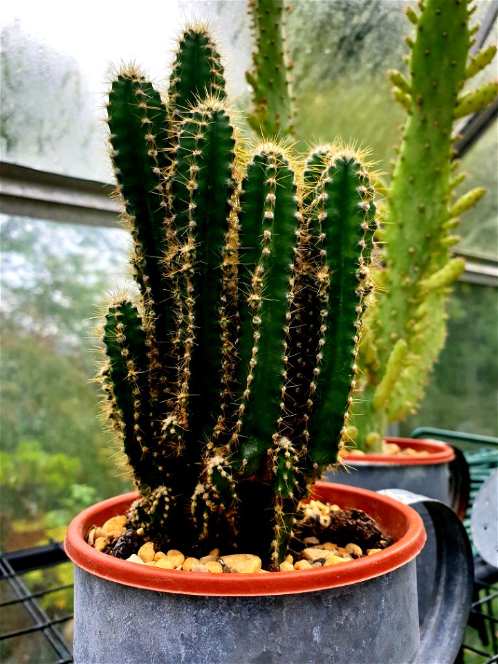 In the greenhouse