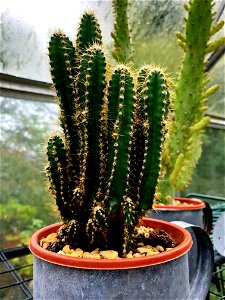 In the greenhouse