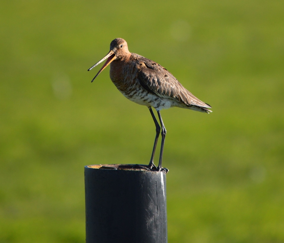 Black-tailed Godwit