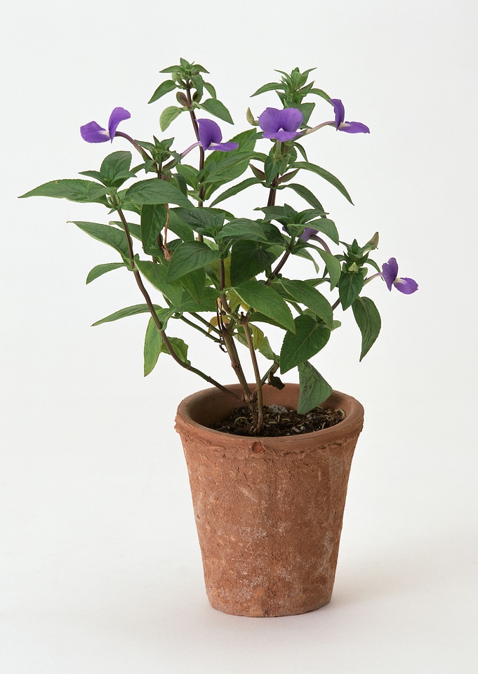 Small flower garden built on terrace or roof