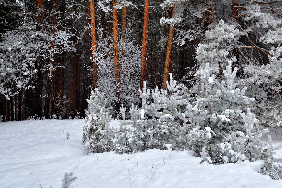 winter pine forest