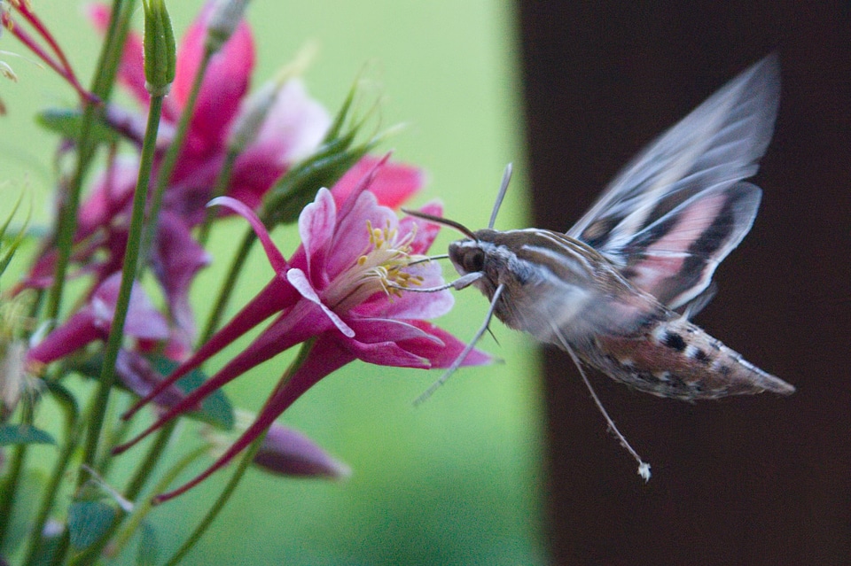 White-Lined Sphinx Moth in flight photo