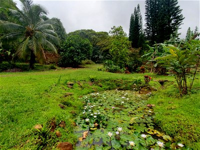 Forest_Agroforest at Home