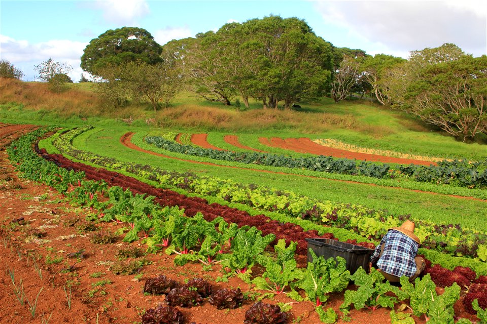 Harvesting_Lettuce