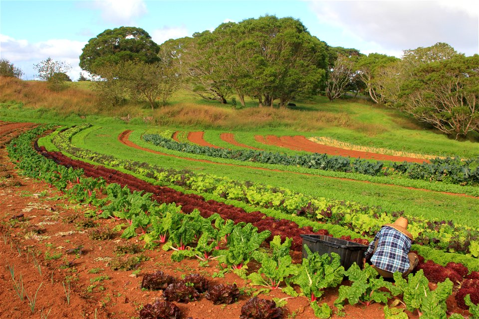 Harvesting_Lettuce photo