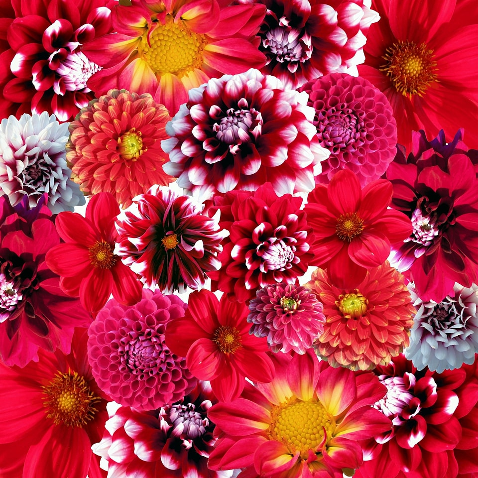 Beautiful bright background from garden of flowers, top view. Bac